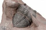 Detailed Zlichovaspis Trilobite - Excellent Preparation #210226-4